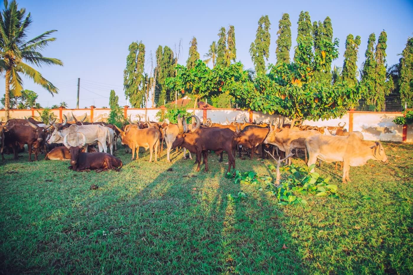 Qurbani Share Donation Explained: Cow, Goat, and Sheep Options