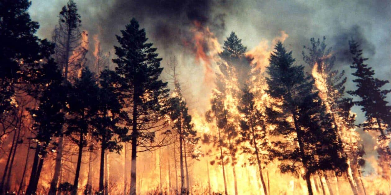 Forest Fire in Israel
