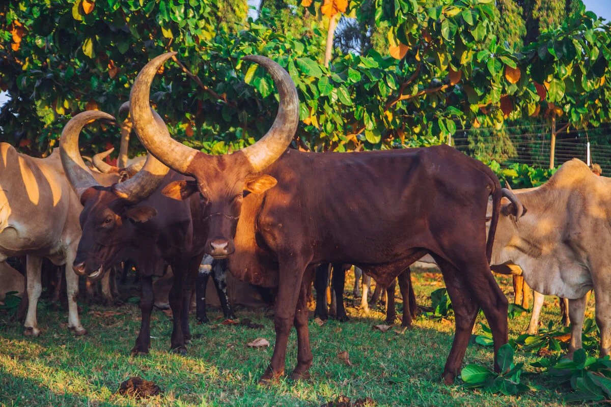 What animals are eligible for Qurbani?