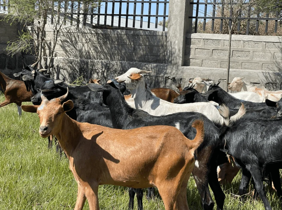 Women participating in agro-entrepreneurship training
