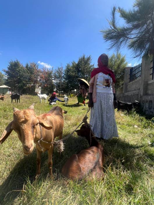 Pygmy goat in a rural farming setting