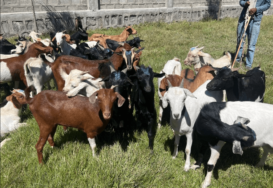 Do Goats Make Good Pets? Exploring Their Benefits and the Impact of the S.E.E.D. Program