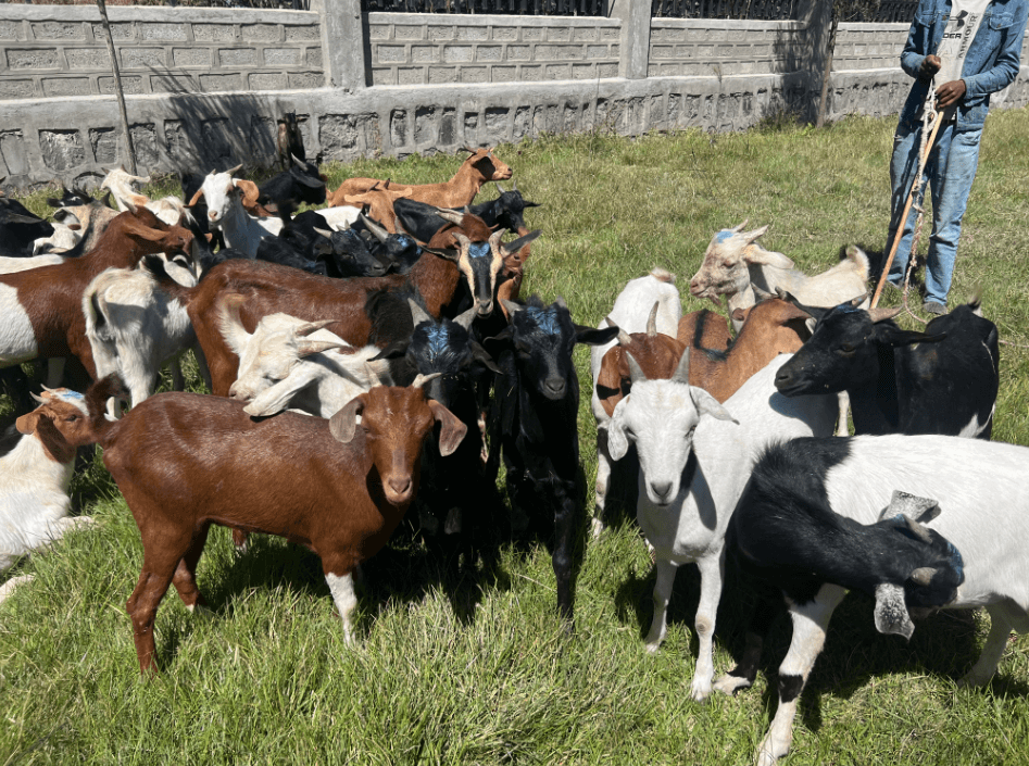 The Nutritional Benefits of Fresh Eggs and Goat Milk