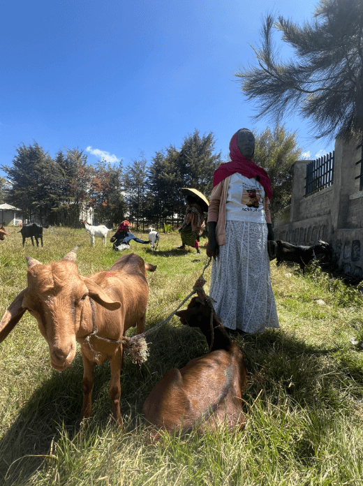 Embrace Relief Nutritional Benefits of Goat Milk