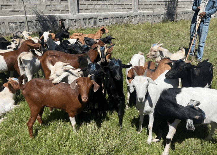 What to Know Before Getting a Pet Goat – And 5 Charming Benefits